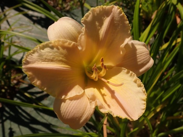 Лилейник кондилла