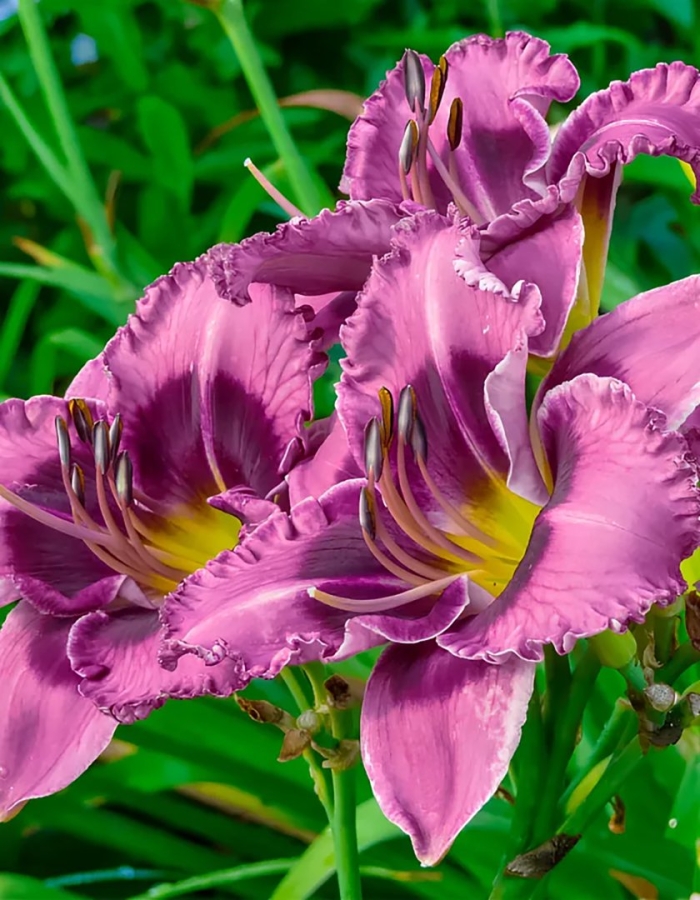 Лилейник гибридный интрэпмент