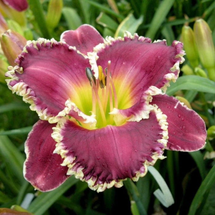 Лилейник беттилен