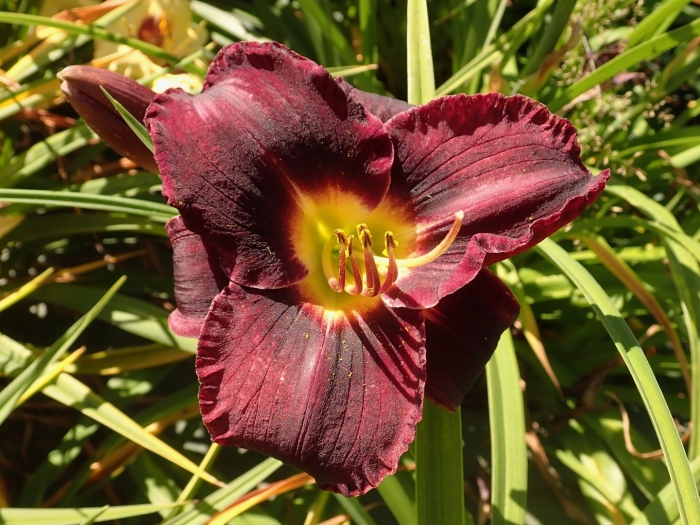 Ageless beauty лилейник