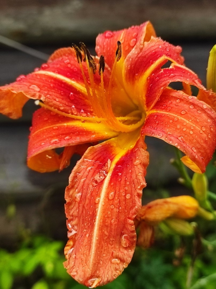 Лилейник видовой оранжевый