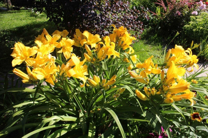 Лилейник катерина вудбери