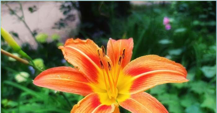 Лилейник комнатный