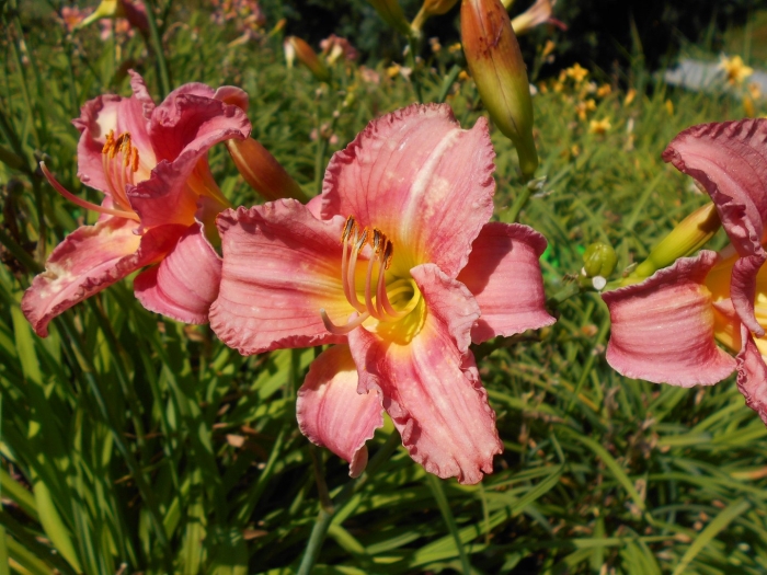 Лилейник гибридный