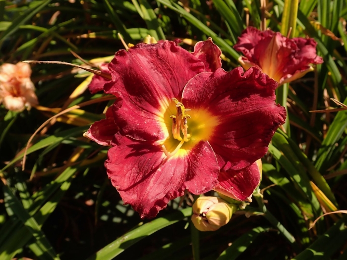 Hemerocallis siloam paul watts