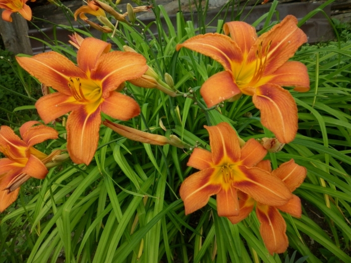 Лилейник оранжевый