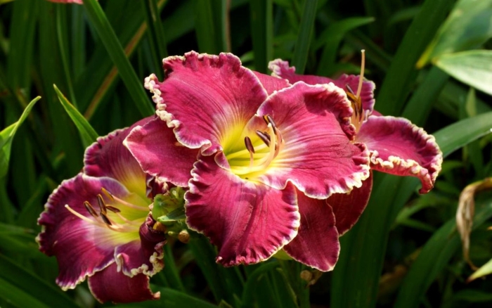 Лилейник линда бэк