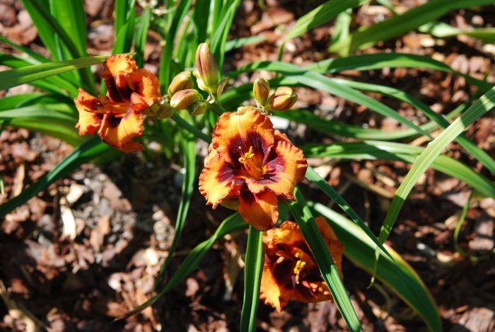 Лилейник madeline nettles eyes