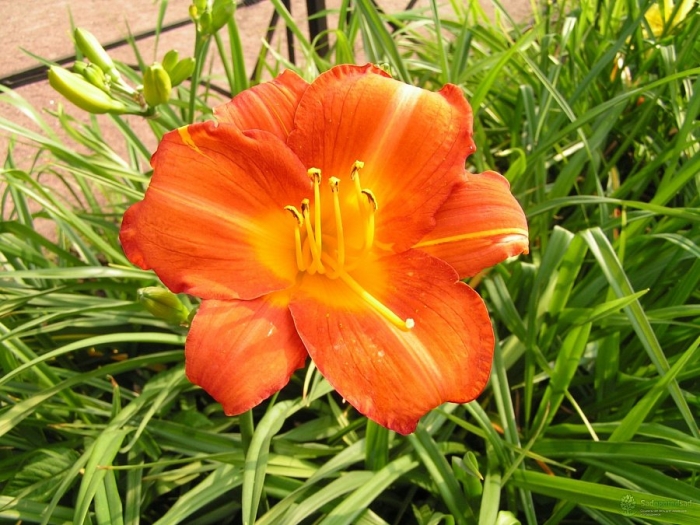 Лилейник гибридный джин