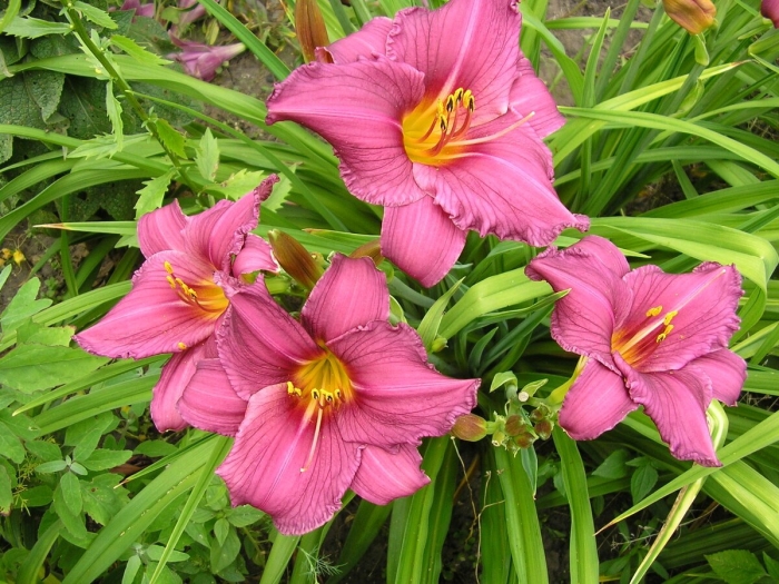 Лилейник сьюрет