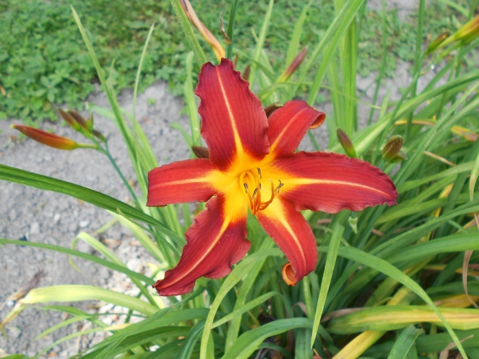 Лилейник гибридный анзак