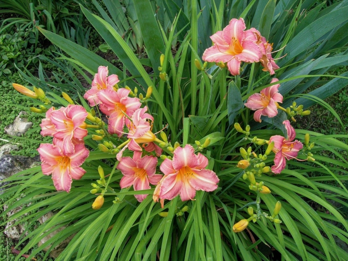 Лилейник гибридный longfields butterfly