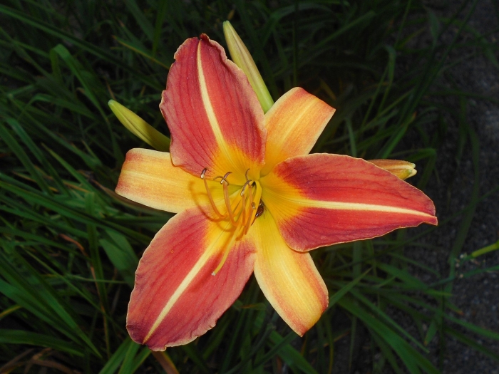 Лилейник спайдер