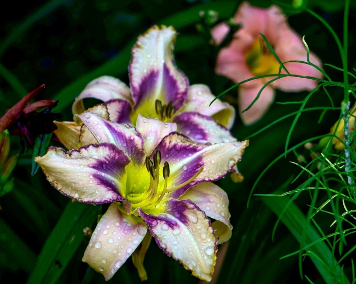 Лилейник destined to see