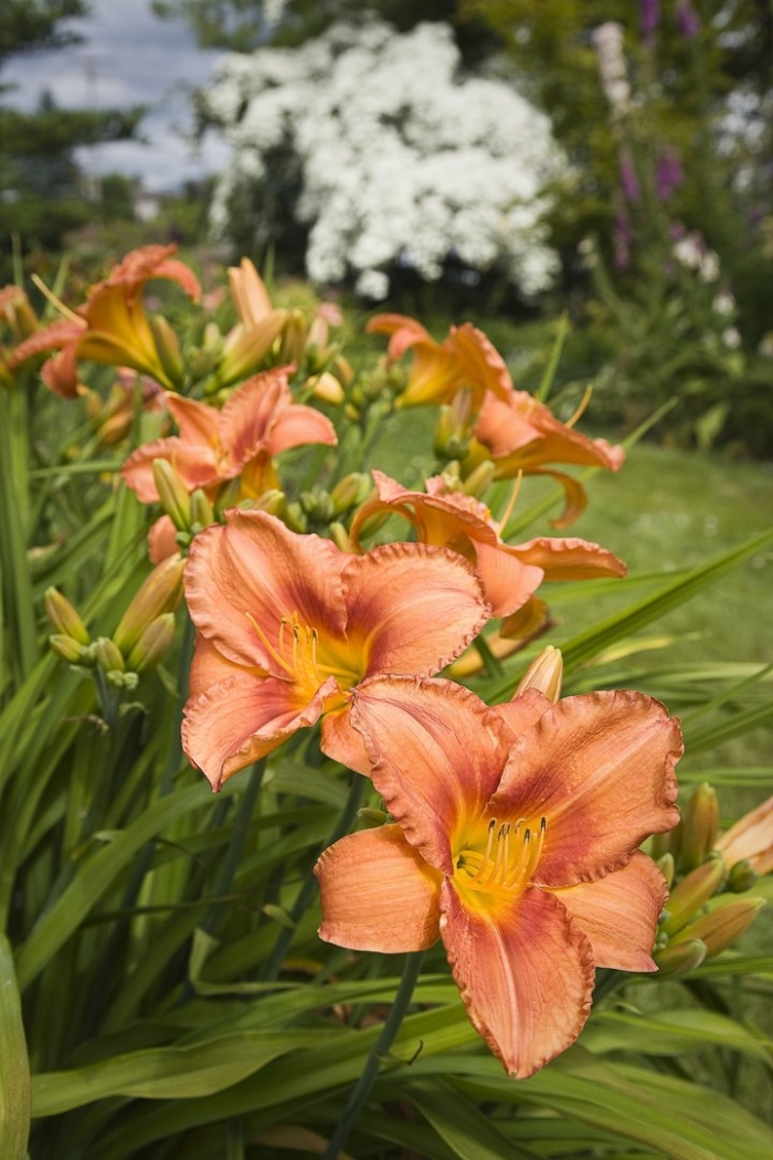 Лилейник оранж гибридный