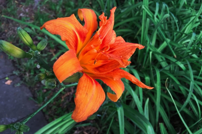 Цветок хемерокаллис