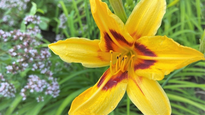 Лилейник гибридный бонанза