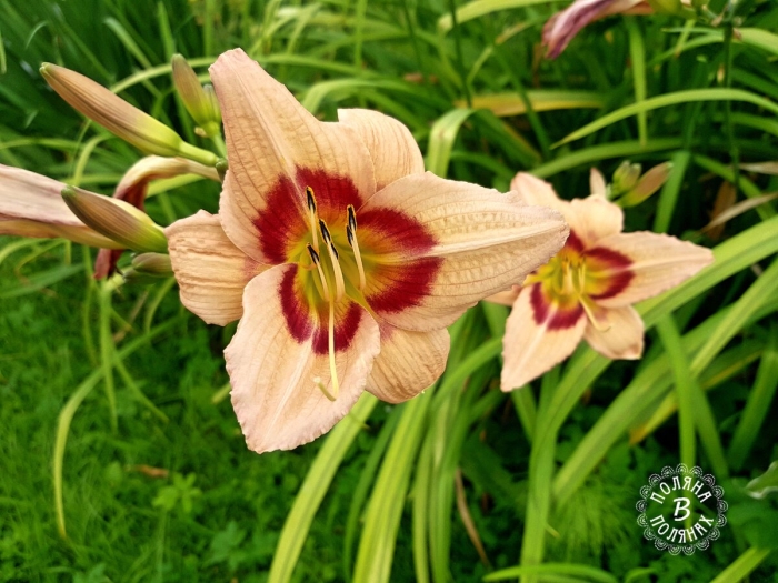 Лилия и лилейник