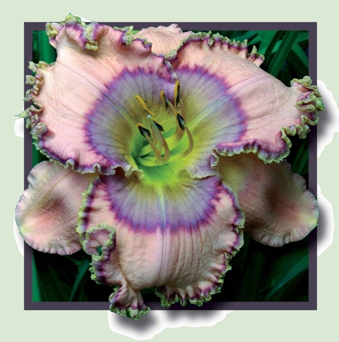 Лилейник чарльз джонстон