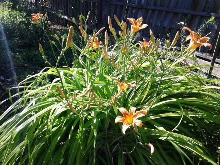 Лилейник byzantine emperor