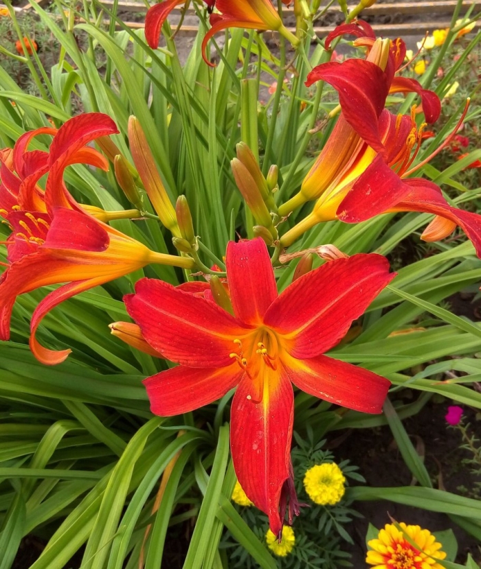 Лилейник аутумн ред