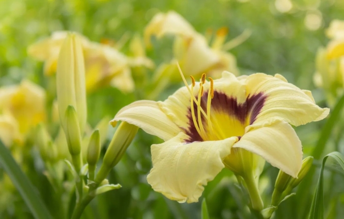 Жёлтый лилейник