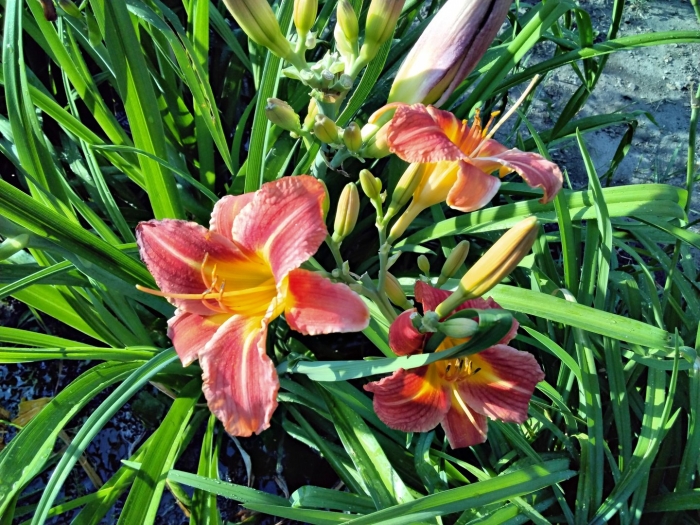 Лилейник вариегатный