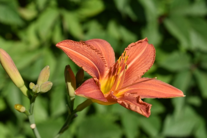 Лилейник hemerocallis orange