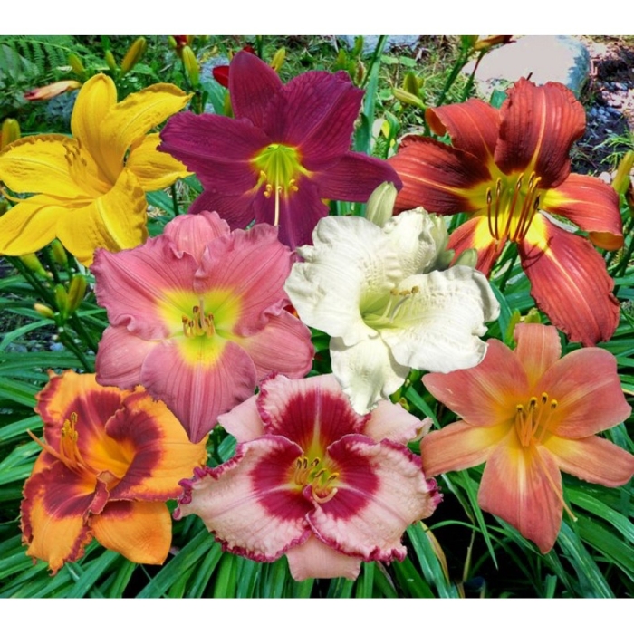 Лилейник гибридный найт бекон