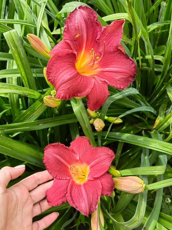 Лилейник ред рам