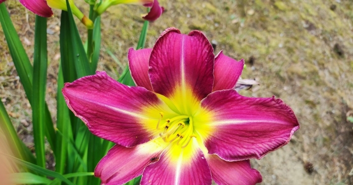 Лилейник прейри блю айс