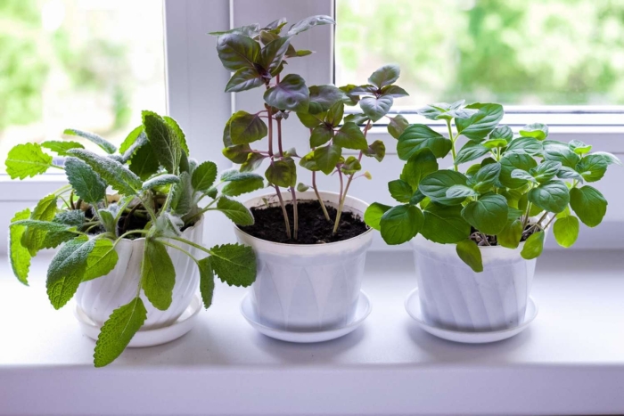 Мята на подоконнике