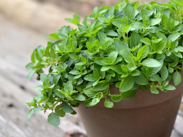 Орегано растение