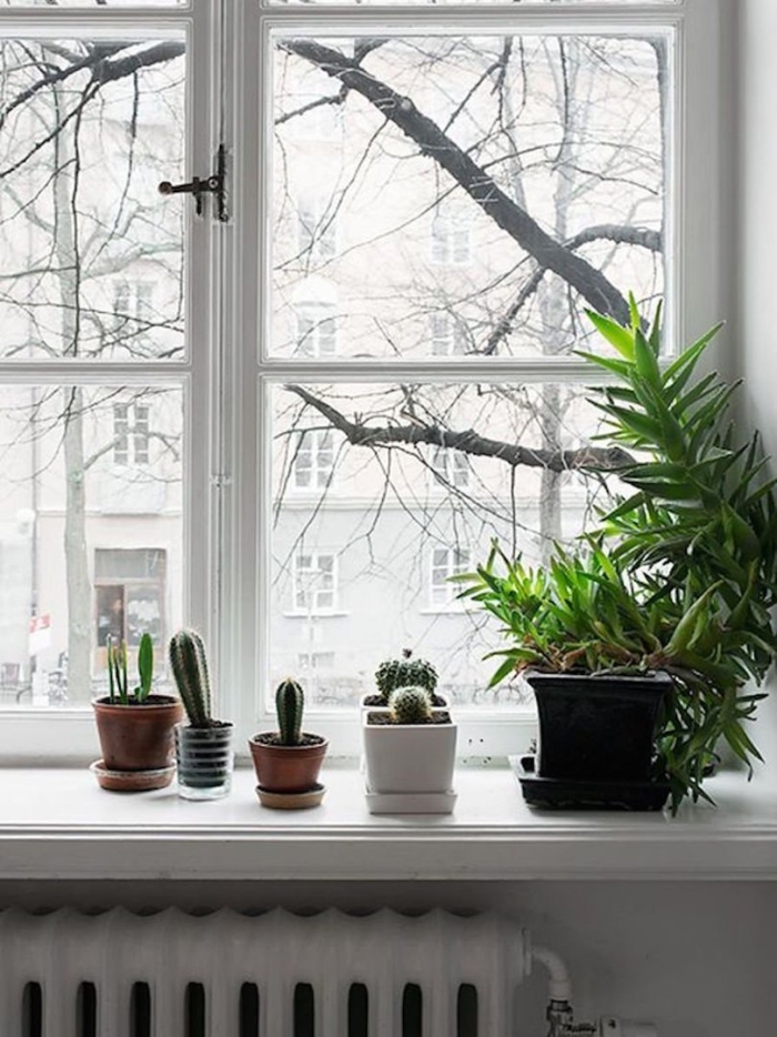 Цветок на подоконнике