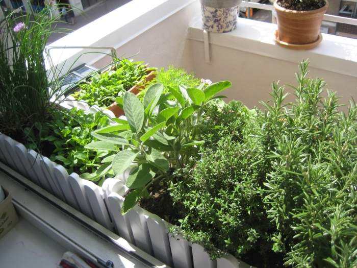 Розмарин и базилик