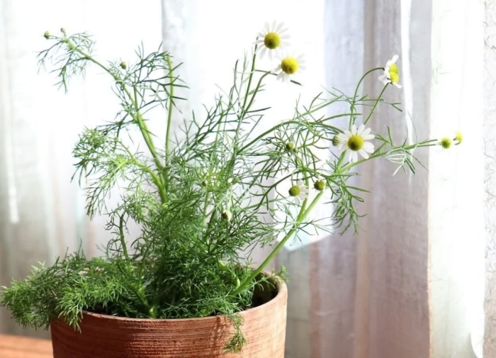 Ромашка аптечная – chamomilla recutita