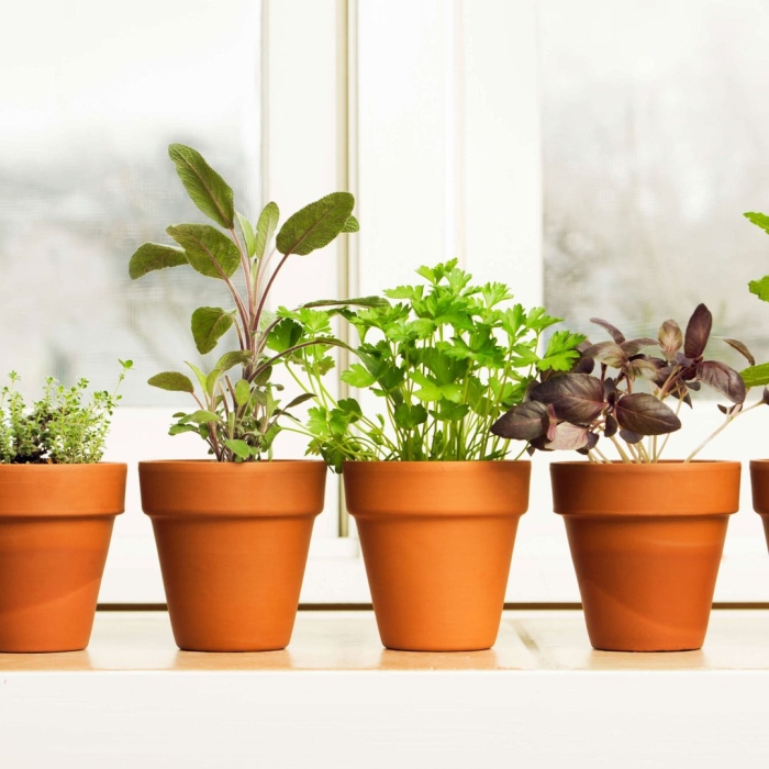 Рассада на подоконнике