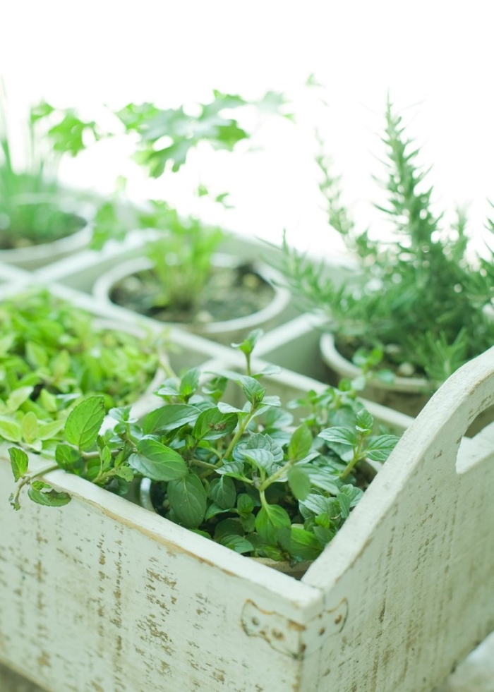 Мята базилик