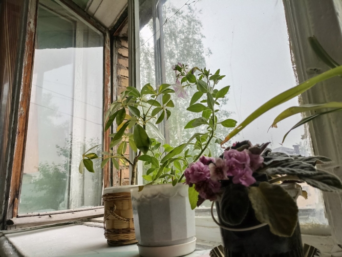 Растения на подоконнике