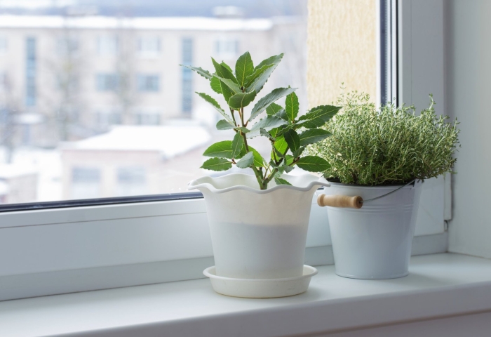 Indoor plant care