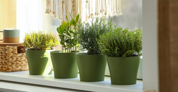 Для комнатных растений