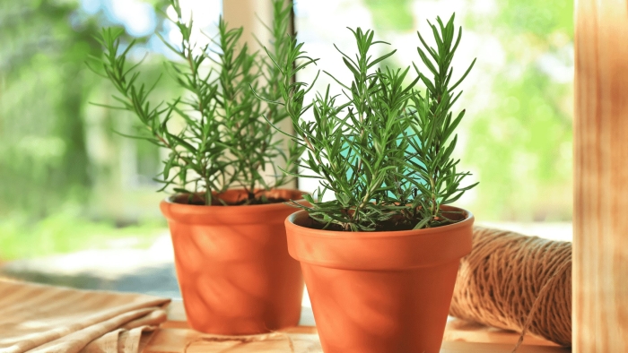 Розмарин в домашних условиях