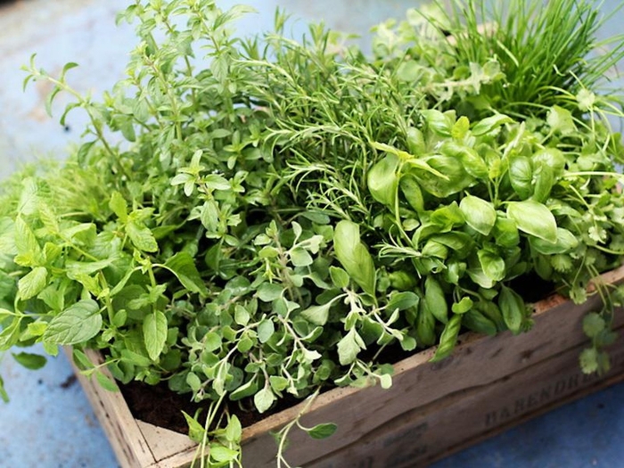 Базилик микрозелень