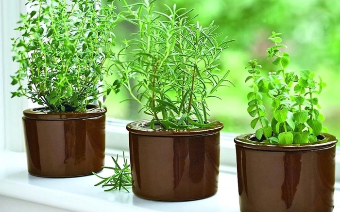 Базилик тимьян розмарин