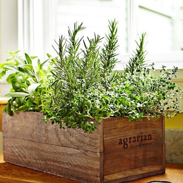 Розмарин цветок комнатный