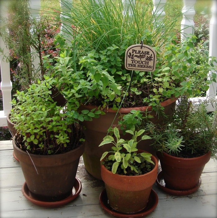 Низкорослые пряные травы