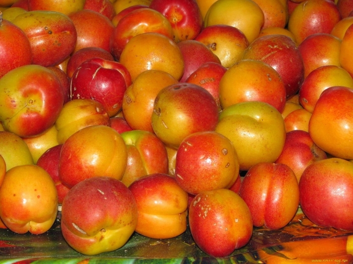 Слива персиковая мичурина