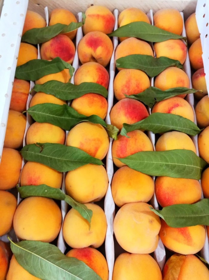 Нектарин белый узбекский