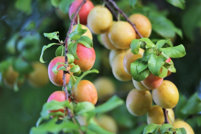 Фруктовое дерево шарафуга