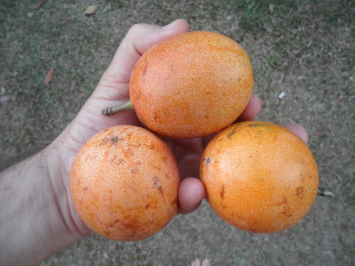 Фрукт гранадилла